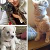 Neue Katze Hundehalsband Dreireihiges Elastisches Strass Haustierhalsbänder Liebesdekoration Halskette Welpe Kätzchen Ornament Haustierbedarf