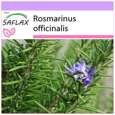 Rosmarin – 100 Samen – Rosmarinus officinalis