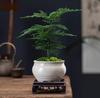 Asparagus Fern Indoor Bonsai: Easy-Care Evergreen for Home or Office Decor.