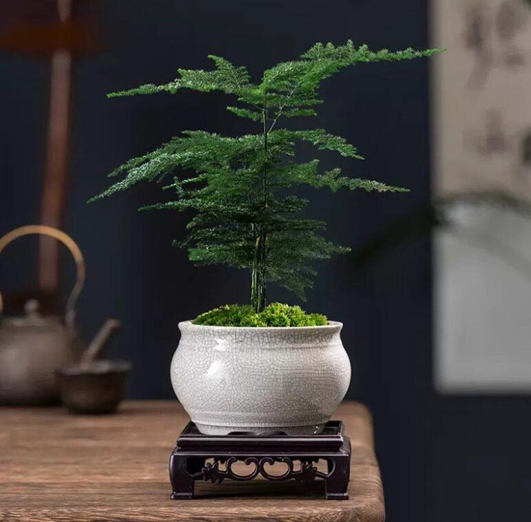 Asparagus Fern Indoor Bonsai: Easy-Care Evergreen for Home or Office Decor.