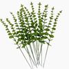 Artificial Eucalyptus Spp Leaves With Plastic Material For Event Decor And Holiday Arrangements