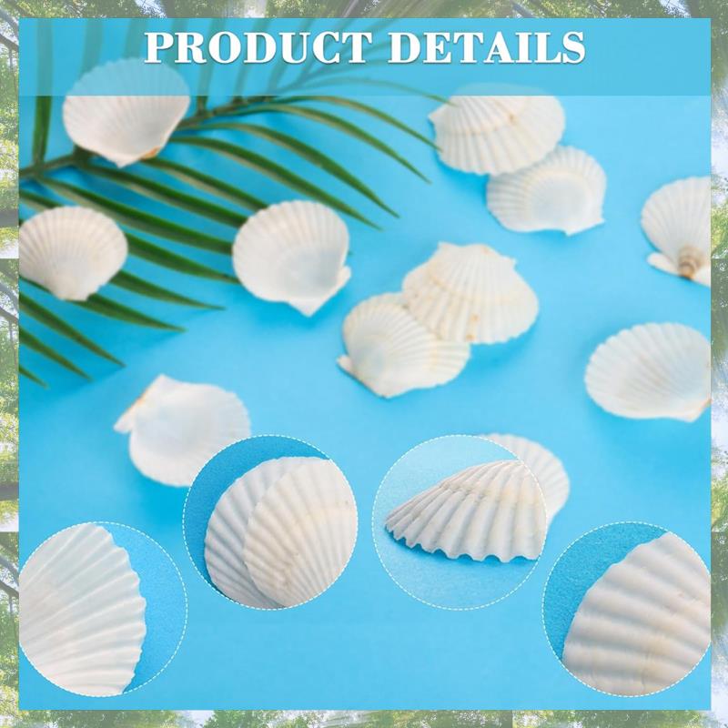 Premium-40 Stück Natürliche Muschelschalen 3,5-6 cm Weiße Kleine Meeresschalen Für Bastelarbeiten Basteln Muscheln Großhandel Echte Muscheln