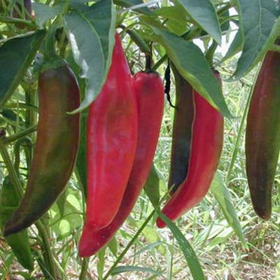 25 Anaheim Chilli Pepper Seeds - Zeleninová zahradní zelenina - Reprodukovatelná farmářská semínka - SemiWild