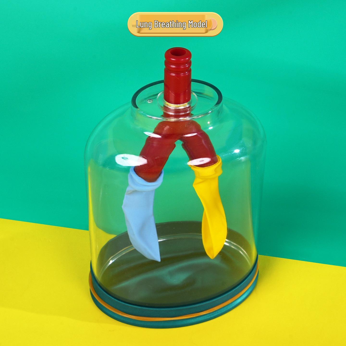 Handmade DIY Lung Breathing Model for Diaphragm Movement Simulation - Ideal for Scientific Experiments and Student Textbooks