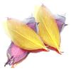 100 Pieces Mixed Magnolia Skeleton Leaves Card Scrapbook