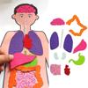 DIY Menschliche Organerkennung Vliesstoff Lehrmaterial-Set für Kinder Wissenschaftsexperiment Materialset