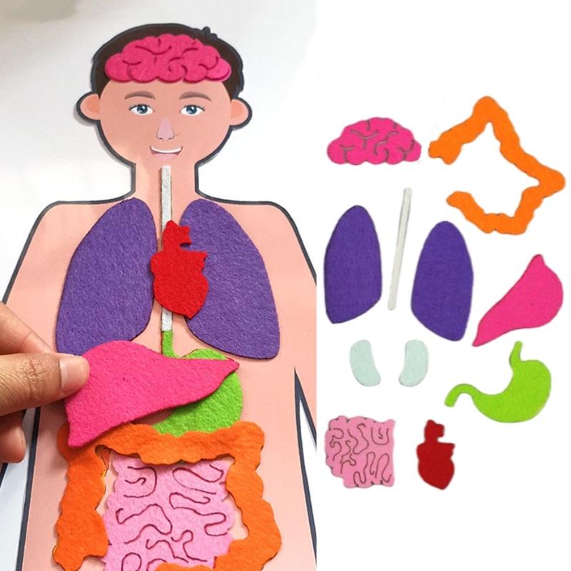 DIY Menschliche Organerkennung Vliesstoff Lehrmaterial-Set für Kinder Wissenschaftsexperiment Materialset