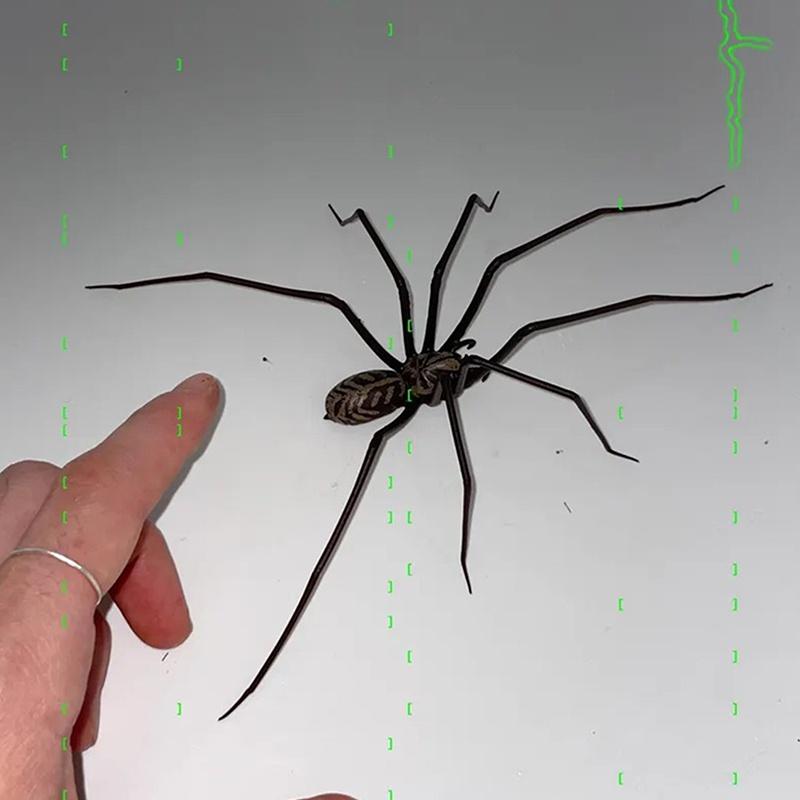 Prank Simulated Glow In The Dark Magnet Unique Cute Spider Fridge Magnet Small Size Lightweight Halloween Magnet Party Decor