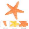 Starfish Model: Educational Sea Creature Toy & Fish Tank Decoration