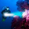 Satuo Professional Diving Flashlight
