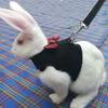 Safety Protection Ferrets Prevent Escape Rabbit Vest Bunny Leash Rabbit Harness Rabbit Leash