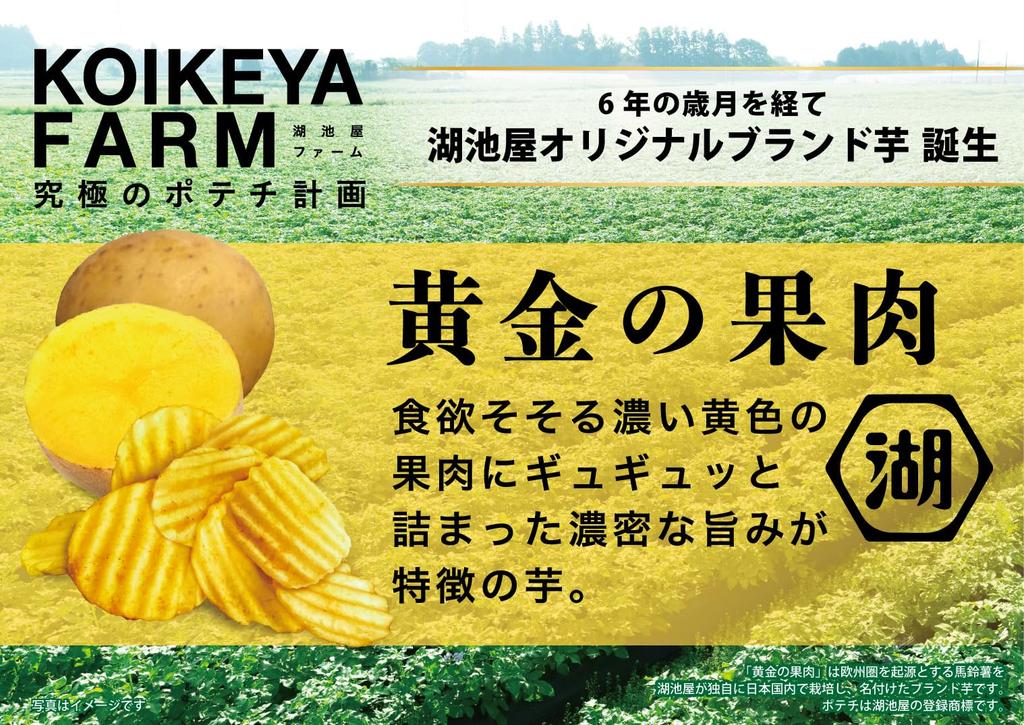 KOIKEYA FARM Golden Flesh Amami Grilled Salt 55g x 12 bags
