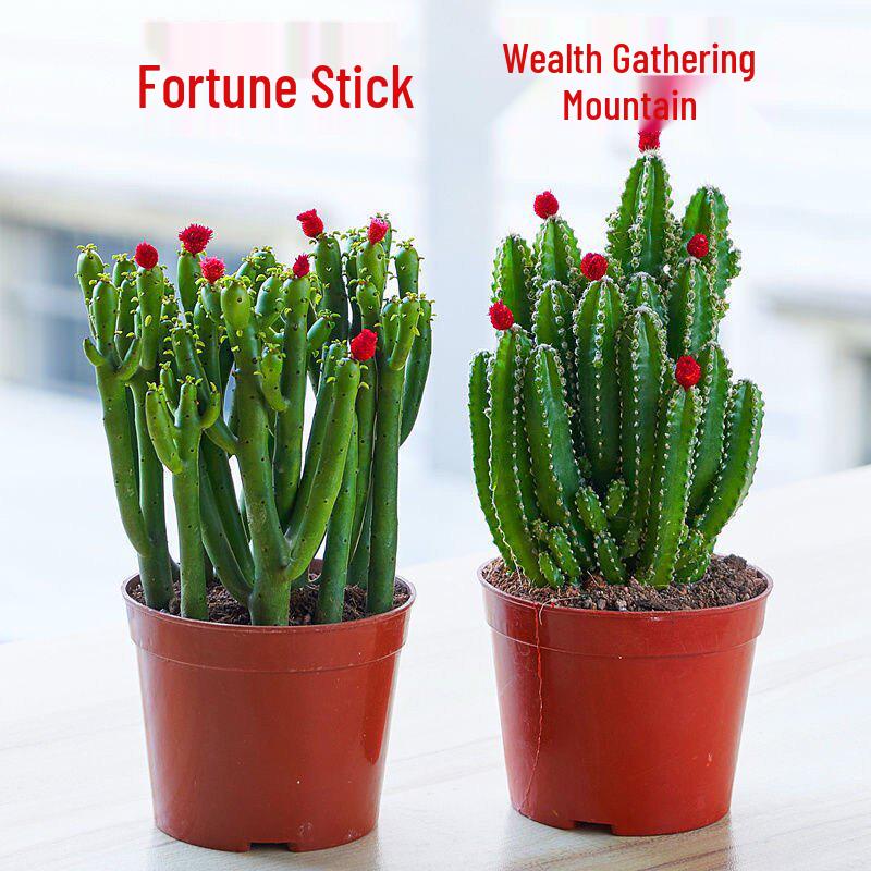 Ten Thousand Layer Mountain Money-Attracting Succulent Cactus Tree for Indoor and Office Decor