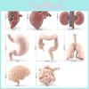 Human Organs Pvc Model Set Montessori Teaching Toy For Kids Science Learning