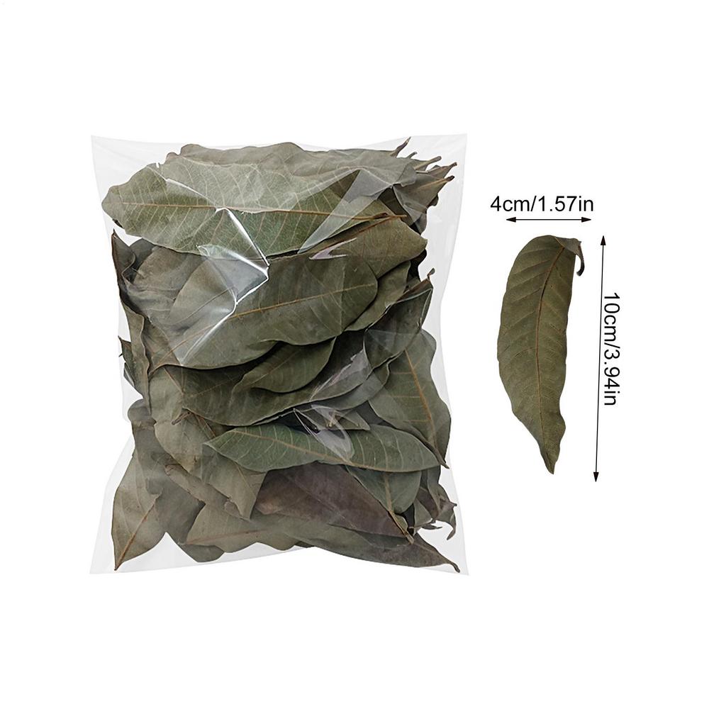 50pcs Longan Leaf Litter Natural Pet Accessories Aquarium Improve Water Quality Longan Leaves For Geckos Frogs Snakes Tortoises
