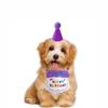 Feestkit voor huisdieren: Hond & Kat Verjaardag Borduurset met Slabbertje, Hoedje en Strikje