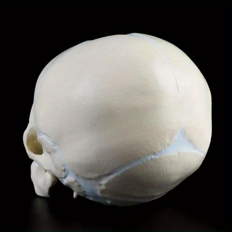 1PC 1: 1 Pomůcky pro výuku anatomického modelu skeletu lidské fetální kojenecké lebky pro lékařskou vědu