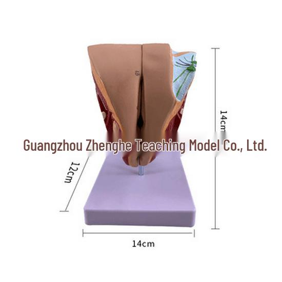 Male Reproductive and Urinary System Teaching Model with Internal and External Genitalia