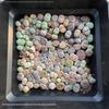 Rare Lithops Succulent Pot: Diverse Colors & Varieties