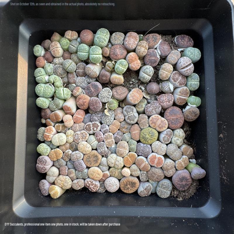 Rare Lithops Succulent Pot: Diverse Colors & Varieties