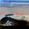 Aquarium Tunnel Cave Fish Tank Single Hole Shrimp Hideout Fish Under Gravel Tunnel Rest Protection Cave for Corydora Catfish Kuhli Loach