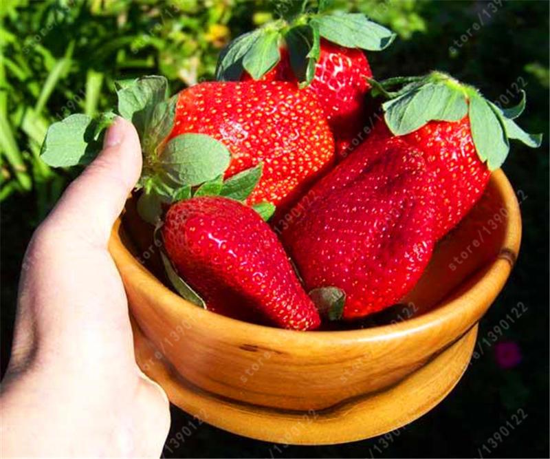 50pcs/bag Strawberry Seeds Giant 