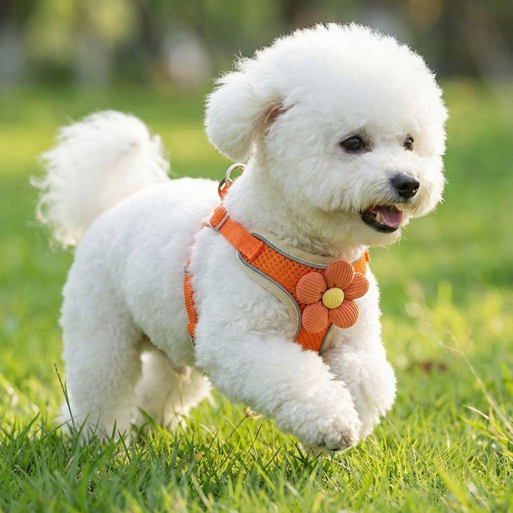 Small Dog Harness and Leash Set - Vest-Style for Teddy, Bichon, and Other Small Breeds