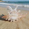 3PCS Seashell Hair Claw Clips Set Ocean Style Hair Accessories for Women Girls Hair Styling Hair Holder Hair Grip Hairpin Hair Claw