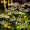 Solar Powered Fireworks Light Warm White 100LED Outdoor Garden Decoration Suitable for Garden Balcony Terrace Decoration Courtyard Path