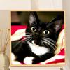 Pittura diamante 5D fai da te carino piccolo gatto nero ricamo diamante completo laici anime kit punto croce decorazioni per la casa regalo fatto a mano