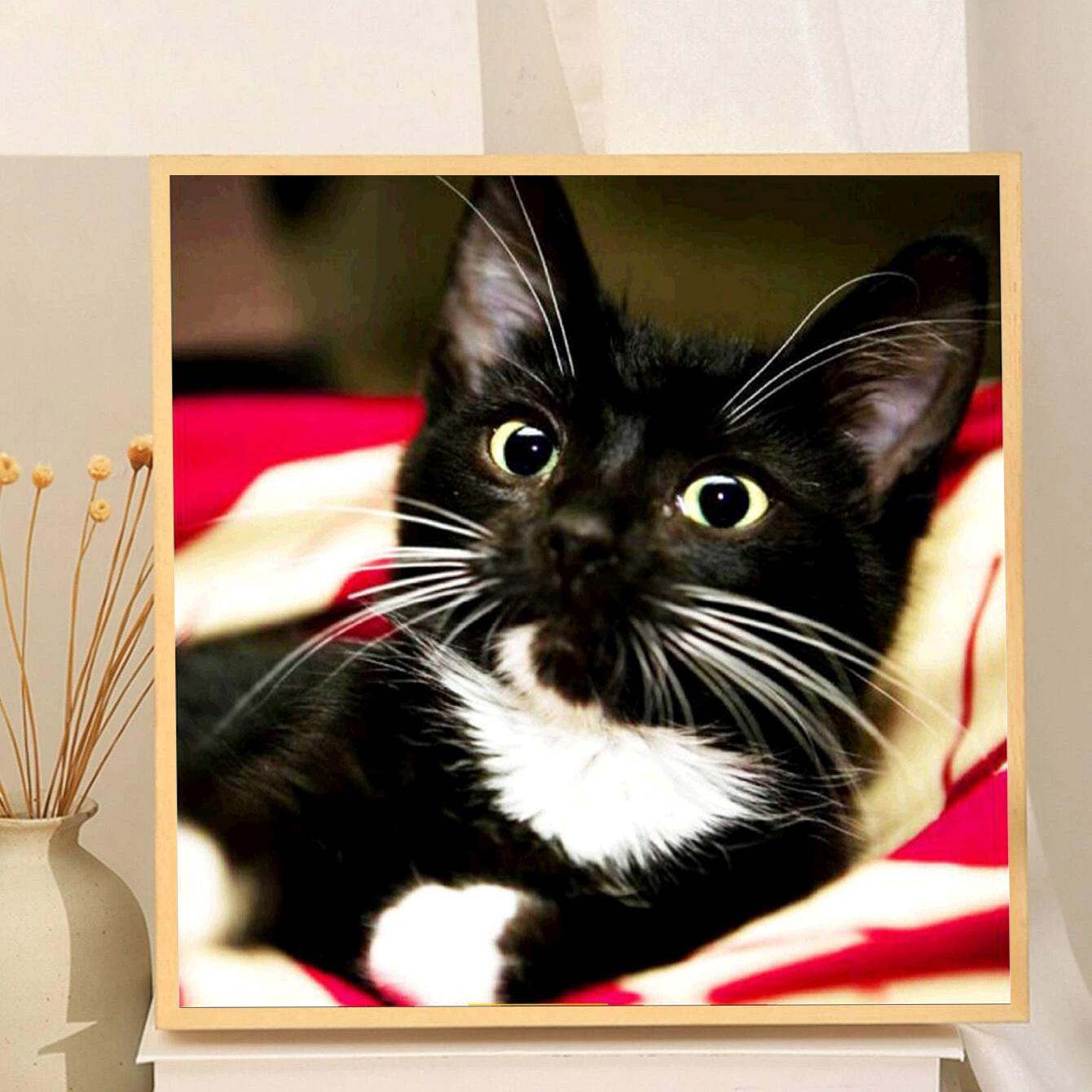 

5D Diy Алмазная картина Милый маленький черный кот Алмазная вышивка Полный набор аниме Наборы для вышивки крестом Домашний декор Подарок ручной работы Round 30x30cm