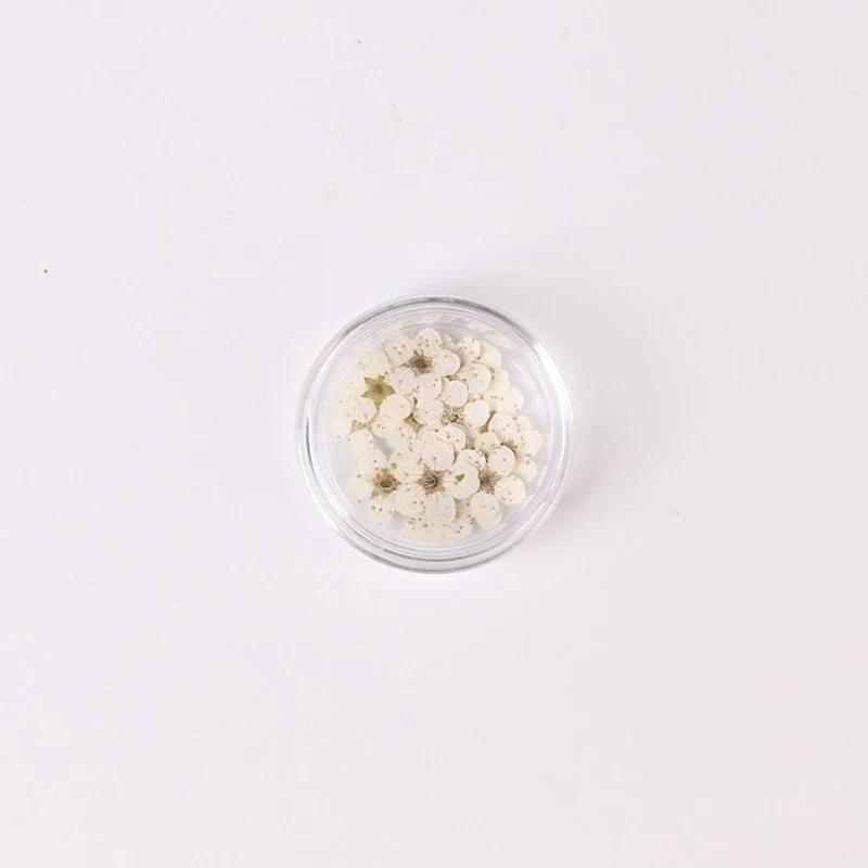 20pcs/Box Nail Art Dried Flowers Spirea Small Plum Narcissus Nail Art Color Mixed Flower Dried Flower Patch DIY Nail Decoration