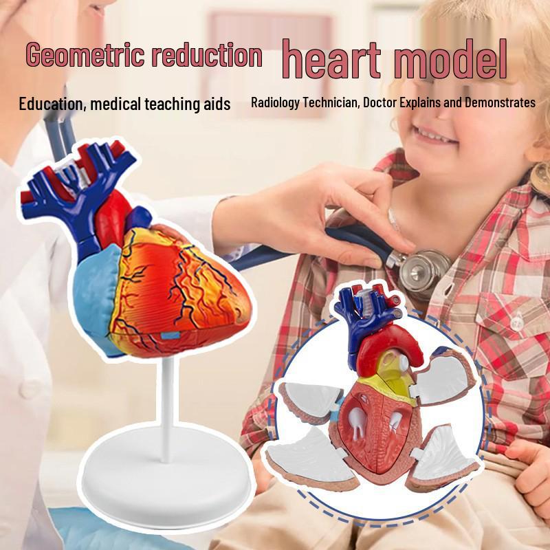 4D Heart Structure Anatomy Model: Educational Cognitive Teaching Aid for Kids, Removable Organ Model