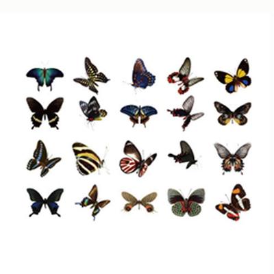 40PCS Colorful Butterfly Scrapbook Sticker Waterproof PVC Stationery Sticker Vintage INS Style Mobile Sticker Scrapbooking