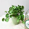 Handmade Fake Ivy Leaf Leaves Soft Mini Bouquet Artificial Copper Coin Grass Plants  Office