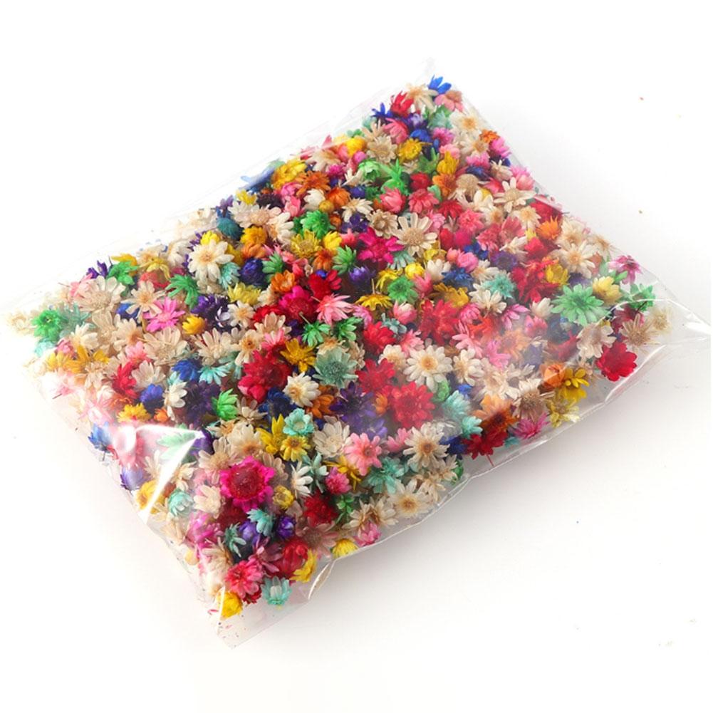 1 Pack/100 PCS Mini Dried Flowers Dried Flower Materials