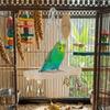 with Hook Parrot Swing Toy Wooden Bird Toy Hammock Bird Hanging Swing  Small Pet Entertainment