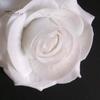 Hair Clip 1Pc Reusable Rose Flower Shape Pins Metal Clips for Dating Fashion Pin