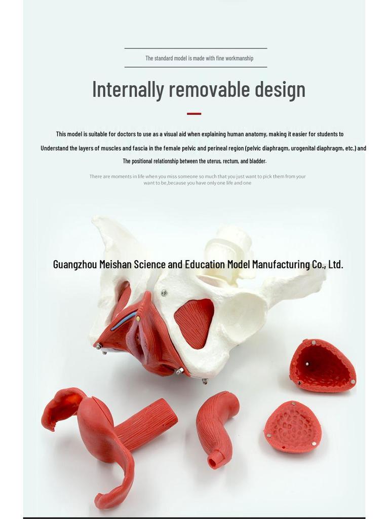 Female Pelvic Muscle and Pelvic Floor Model for Midwifery and Childbirth Education