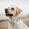Pet collar dog lettering metal traction cat neck ring leopard print Japanese and Korean dog collar dog neck ring pet