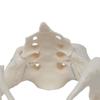Female Pelvis Model Hip Skeleton Medical Model, for Display Gynecology