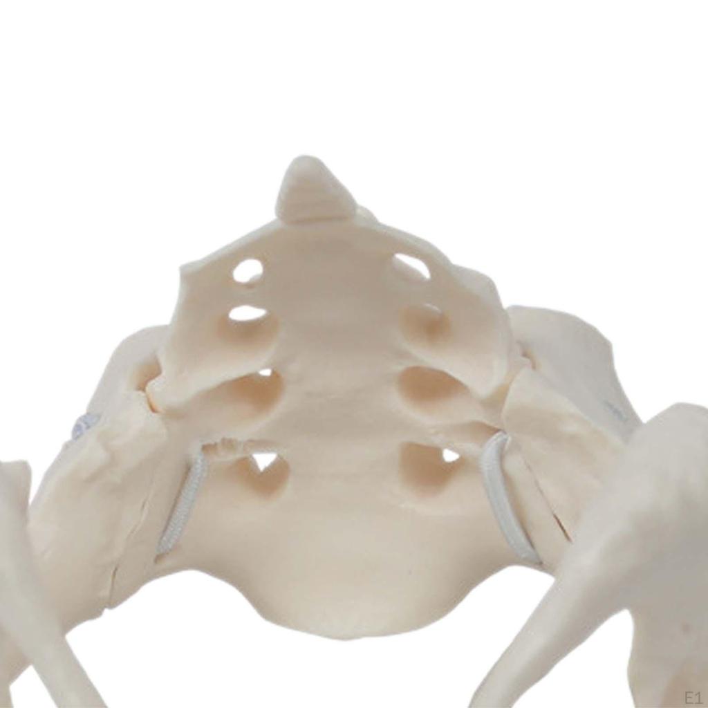 Female Pelvis Model Hip Skeleton Medical Model, for Display Gynecology