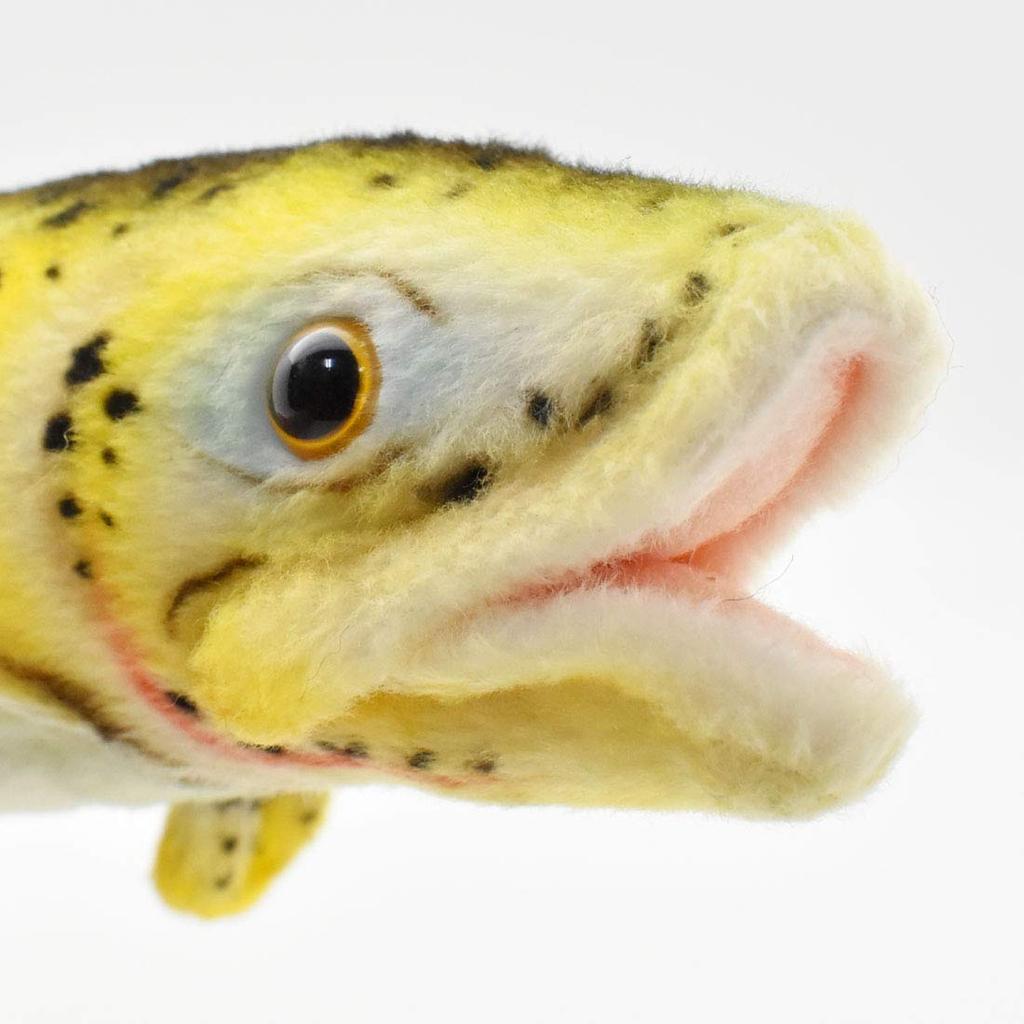 Rainbow trout No. 6047