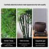Asparagus Fern Indoor Bonsai – Easy-Care Evergreen for Home or Office Decor