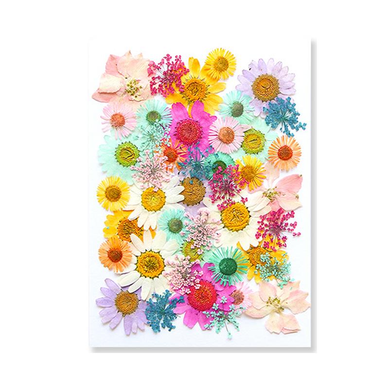 Dried Flowers Real Natural Plant Pressed Flower For Epoxy Resin Filling DIY Keychain Pendant Silicone Mold Jewelry Making Crafts