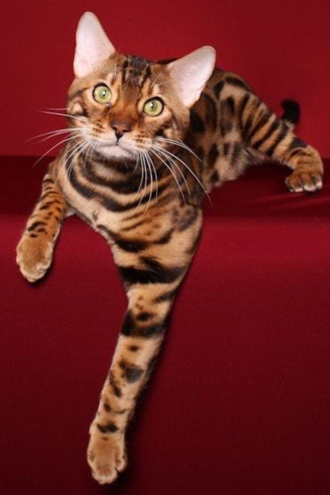 Metal Wall Art Bengal Cats Home Decor Cat Lovers Gift