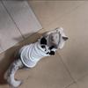2025 Soft Cat Vest Breathable Cotton Dog Outfits Elastic Pet Cloths Small Medium Dogs
