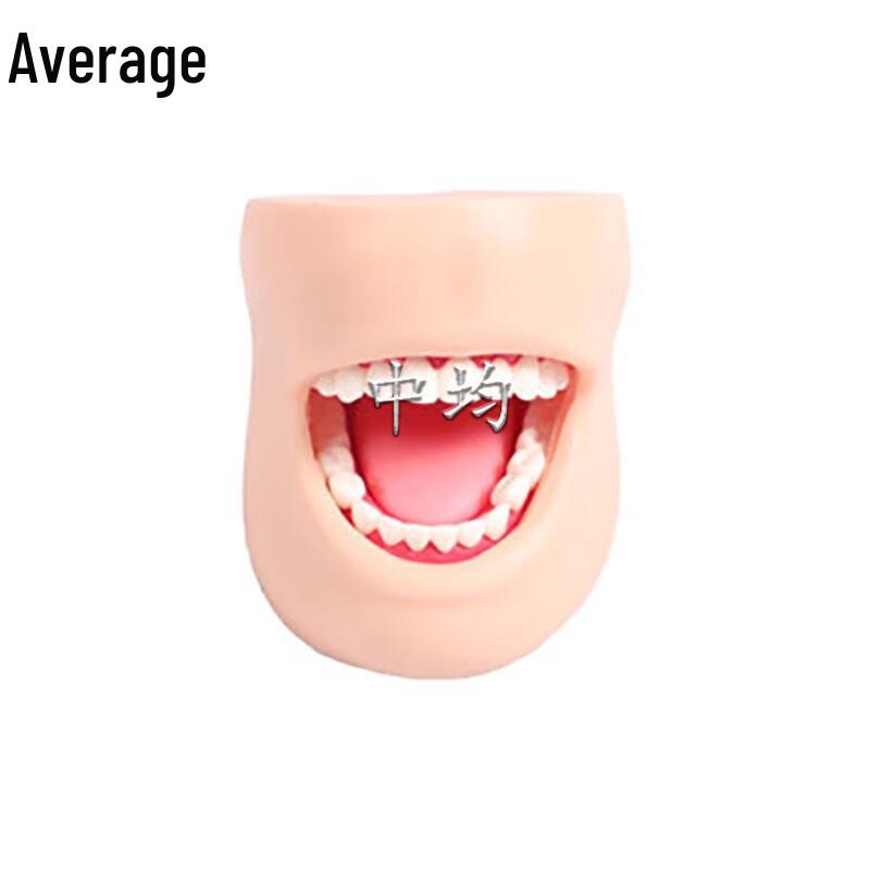 Dental Care & Oral Hygiene Model with Cheeks