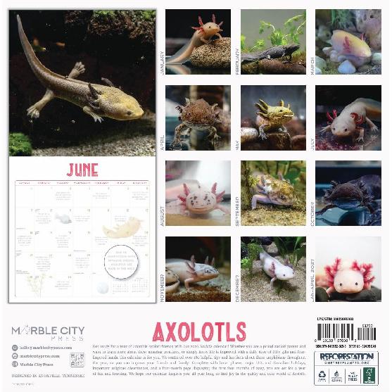 Axolotls 2026 Calendar | 2026 Wall Calendar | Monthly Planner | Planner 2026-2027 | Marble City Press | 12” x 24” | Sustainable | Plastic Free |