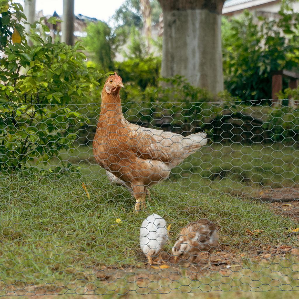 Chicken Cage Wire Mesh Poultry Fence Green-coated Vegetable Garden Fence Netting Mesh Hexagonal Iron Wire Fence 35cm*100cm